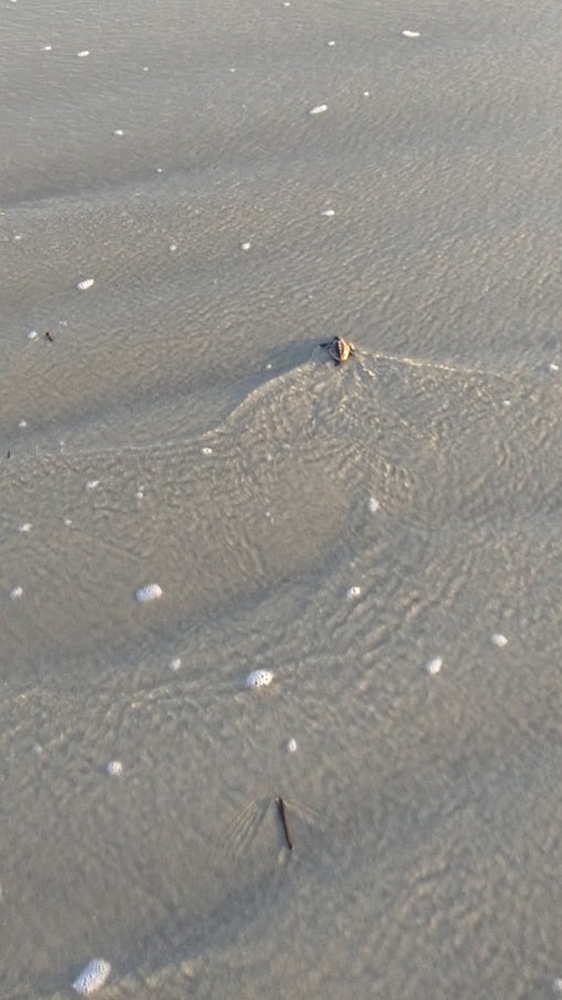 Sea Turtle at Fripp Island (Video) - 1 August 2020