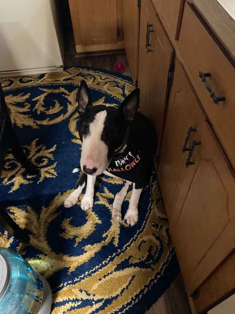 Murphy - Happy Halloween