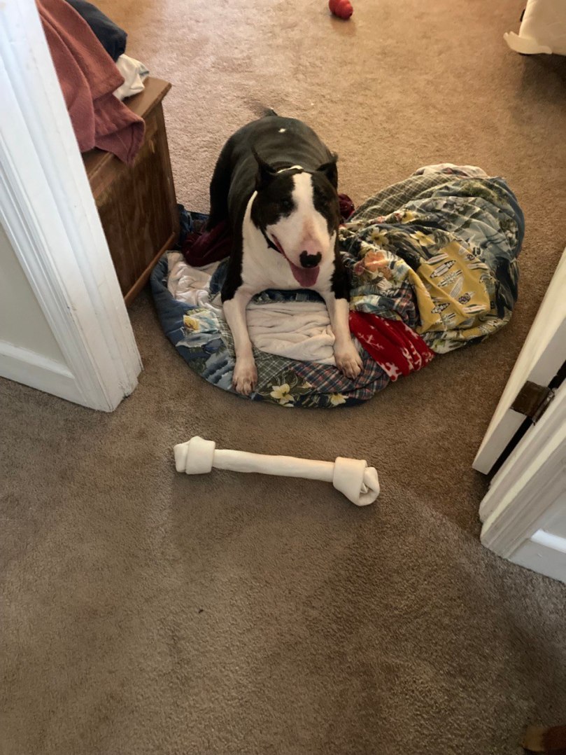 Murphy - Birthday Bone